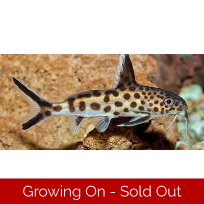 1 x Synodontis Lucipinnis 4-5cm